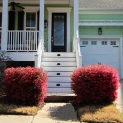'Ever Red' Loropetalum -Blooming Yard Ever Red Lorepetalum 4