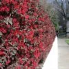 'Ever Red' Loropetalum -Blooming Yard Ever Red Lorepetalum FGT 600x600 047d9fa6 0bc7 421f be3c da3170e44193