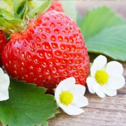 Everbearing Strawberry - USDA Organic 10 Everbearing Strawberry - USDA Organic -Blooming Yard Everbearing Strawberry 3 FGT d3338e88 8339 4e56 9059 0189b64ead59
