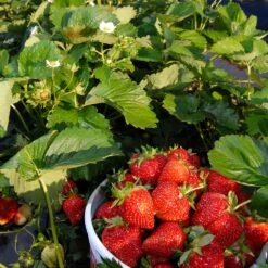 Everbearing Strawberry - USDA Organic 13 Everbearing Strawberry - USDA Organic -Blooming Yard Everbearing Strawberry 6 BB e2cd8810 5468 47c9 8adf a7c6a52e097a