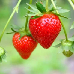 Everbearing Strawberry - USDA Organic 12 Everbearing Strawberry - USDA Organic -Blooming Yard Everbearing Strawberry 7 FGT