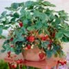 Everbearing Strawberry - USDA Organic -Blooming Yard Everbearing Strawberry FGT 600x600 f616e59f d9ca 4549 86ff 008da5033bba