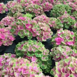 Everlasting® Amethyst Hydrangea Shrub -Blooming Yard Everlasting Amethyst Hydrangea 1