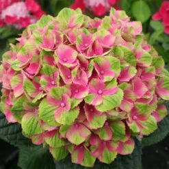 Everlasting® Amethyst Hydrangea Shrub -Blooming Yard Everlasting Amethyst Hydrangea 2