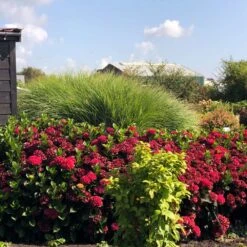 Everlasting® Crimson Ruby Hydrangea Shrub -Blooming Yard Everlasting Crimson Ruby 1