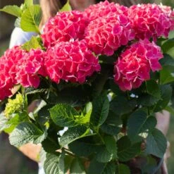 Everlasting® Crimson Ruby Hydrangea Shrub -Blooming Yard Everlasting Crimson Ruby 4