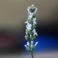 Lavender Exceptional™ -Blooming Yard Exceptional Lavender 2