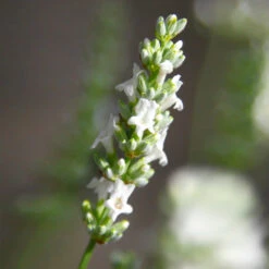 Lavender Exceptional™ -Blooming Yard Exceptional Lavender 5