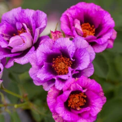 Eyeconic® Plum Lemonade Rose 9 Eyeconic® Plum Lemonade Rose -Blooming Yard Eyeconic Plum Lemonade Rose 2