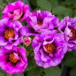 Eyeconic® Plum Lemonade Rose 7 Eyeconic® Plum Lemonade Rose -Blooming Yard Eyeconic Plum Lemonade Rose 3 FGT