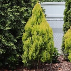 Forever Goldy™ Arborvitae Tree -Blooming Yard FOrever GOldie 2
