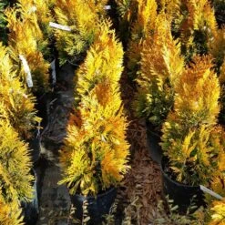 Forever Goldy™ Arborvitae Tree -Blooming Yard FOrever GOldy 3