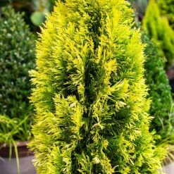 Forever Goldy™ Arborvitae Tree -Blooming Yard FOrever GOldy 4