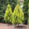 Forever Goldy™ Arborvitae Tree 2 Forever Goldy™ Arborvitae Tree -Blooming Yard FOrever GOldy 600x600 6bb4203a 1f83 46d7 bf71 502f5d9964f5