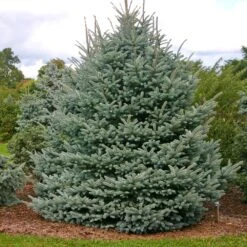 Fat Albert Colorado Blue Spruce -Blooming Yard Fat albert Blue Spruce 1