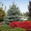 Fat Albert Colorado Blue Spruce -Blooming Yard Fat albert Blue Spruce FGT 600x600 2967f4b7 777d 4dcb 9133 7fce04685aca