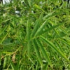 Fernleaf Bamboo -Blooming Yard Fernleaf Multiplex Bamboo 600x600 20b7422e 0d87 4b90 9325 a6ddb642b9ac
