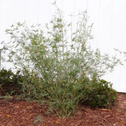 Fernleaf Bamboo -Blooming Yard FernleafMultiplexBamboo 1