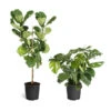 Monstera Deliciosa And Fiddle Leaf Fig Combo -Blooming Yard Fiddle Swiss Combo 3GMon 3 4 Fig 600x600 1c3c9ad7 692d 418a b0f3 48f3822268e1