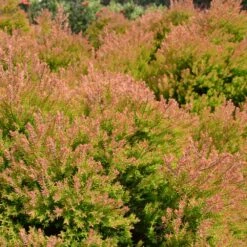 Fire Chief™ Thuja Shrub -Blooming Yard Fire Chief Arborvitae 4