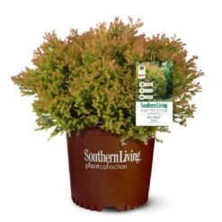 Fire Chief™ Thuja Shrub -Blooming Yard Fire Chief Arborvitae 5