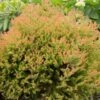 Fire Chief™ Thuja Shrub -Blooming Yard Fire Chief Arborvitae FGT 600x600 37a959d3 8432 48d1 a13c 2918104cceee