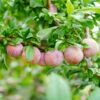 Flavor King® Pluot Tree -Blooming Yard Flavor King Pluot 600x600 c06c75de fe35 40f1 944d dd989b8bb2ba
