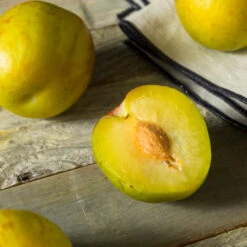 Flavor Queen Pluot® -Blooming Yard Flavor Queen Pluot 2