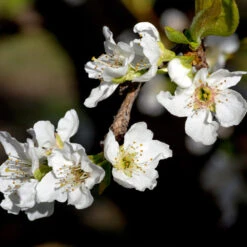 Flavor Queen Pluot® -Blooming Yard Flavor Queen Pluot 3