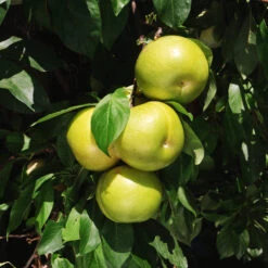 Flavor Queen Pluot® -Blooming Yard Flavor Queen Pluot 4