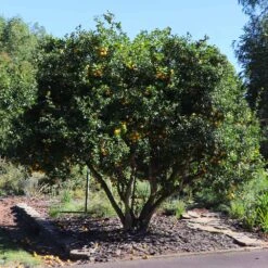 Hardy Orange Tree 'Flying Dragon' -Blooming Yard Flying Dragon Trifoliate orange 11 FGT