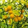 Hardy Orange Tree 'Flying Dragon' -Blooming Yard Flying Dragon Trifoliate orange FGT 600x600 01172a27 1707 4e05 99b7 c2188e0645c2