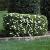 Four Seasons Gardenia Shrub -Blooming Yard FourSeasons Gardenia 1