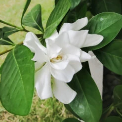 Four Seasons Gardenia Shrub -Blooming Yard FourSeasons Gardenia 2