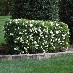 Four Seasons Gardenia Shrub -Blooming Yard FourSeasons Gardenia 600x600 670b0889 e8c5 4358 8eaa 8cc85c12fc8c