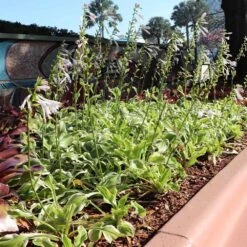 Francee Hosta Plant -Blooming Yard Francee Hosta 3