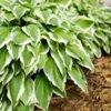 Francee Hosta Plant -Blooming Yard Francee Hosta FGT 600x600 526358f6 69c0 4ed3 a166 d8b0de775fe0