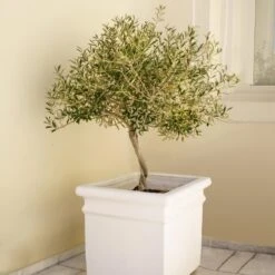 Frantoio Olive Tree -Blooming Yard Frantoio Olive FGT