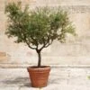 Frantoio Olive Tree -Blooming Yard Frantoio Olive FGT 600x600 ae78b264 02f3 4f9c a62c 4757ae262c9c