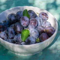 French Prune Tree 9 French Prune Tree -Blooming Yard French Prune Plum 3