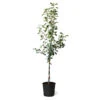 Fuji & Haralson Twisted Apple Tree -Blooming Yard Fuji Haralson Twisted Apple Tree 600x600 73b8c5c4 a870 4777 abbd 685802f1e817