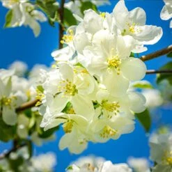 Fuji Apple Tree - USDA Organic -Blooming Yard Fuji Apple 5