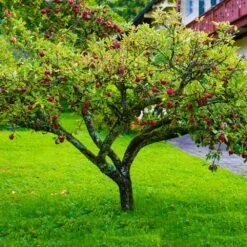 Fuji Apple Tree - USDA Organic -Blooming Yard Fuji Apple 6