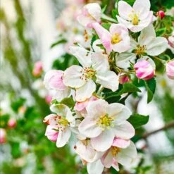 Gala Apple Tree -Blooming Yard Gala Apple 4 25dbde7e 38bf 45c3 84f9 f93f35d6ec5b