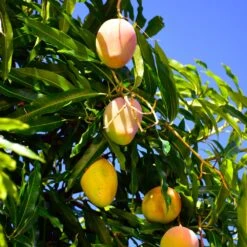 Salsa Kit -Blooming Yard Glenn Mango 6