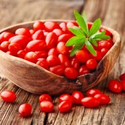 Goji Berry -Blooming Yard Goji Berry 4