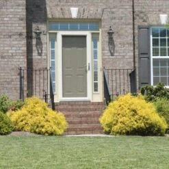 Gold Mop Cypress -Blooming Yard Gold Mop Cypress 2 FGT