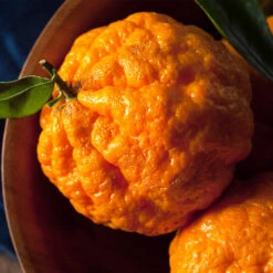 Gold Nugget Mandarin Tree -Blooming Yard Gold Nugget Manderine Tree 4 FGT