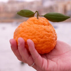 Gold Nugget Mandarin Tree -Blooming Yard Gold Nugget Manderine Tree 7