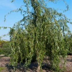 Golden Curls' Corkscrew Willow -Blooming Yard Golden Curls Willow 1